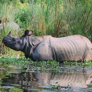 Chitwan Tour